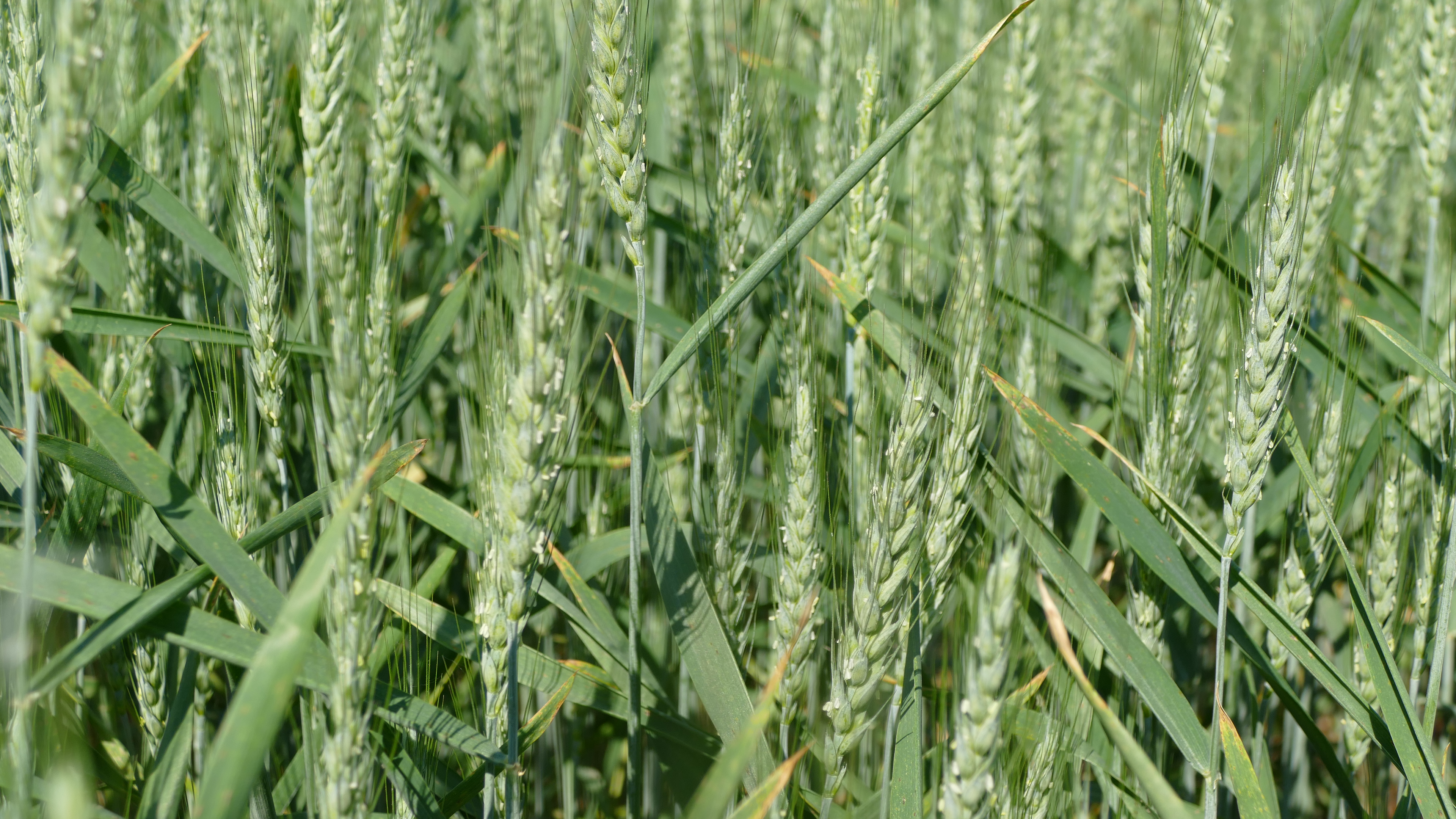 Wheat that is starting to flower.